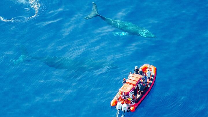 Kihei Group Whale-Watching Boat Tour