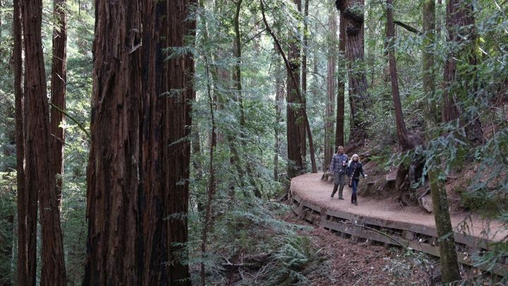 Muir Woods with Napa and Sonoma Wine Country tour