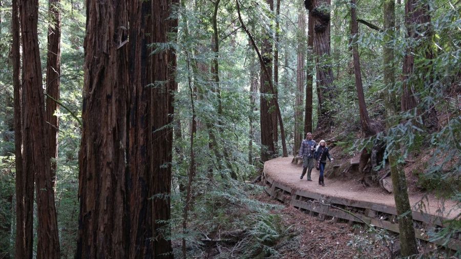Muir Woods with Napa and Sonoma Wine Country tour