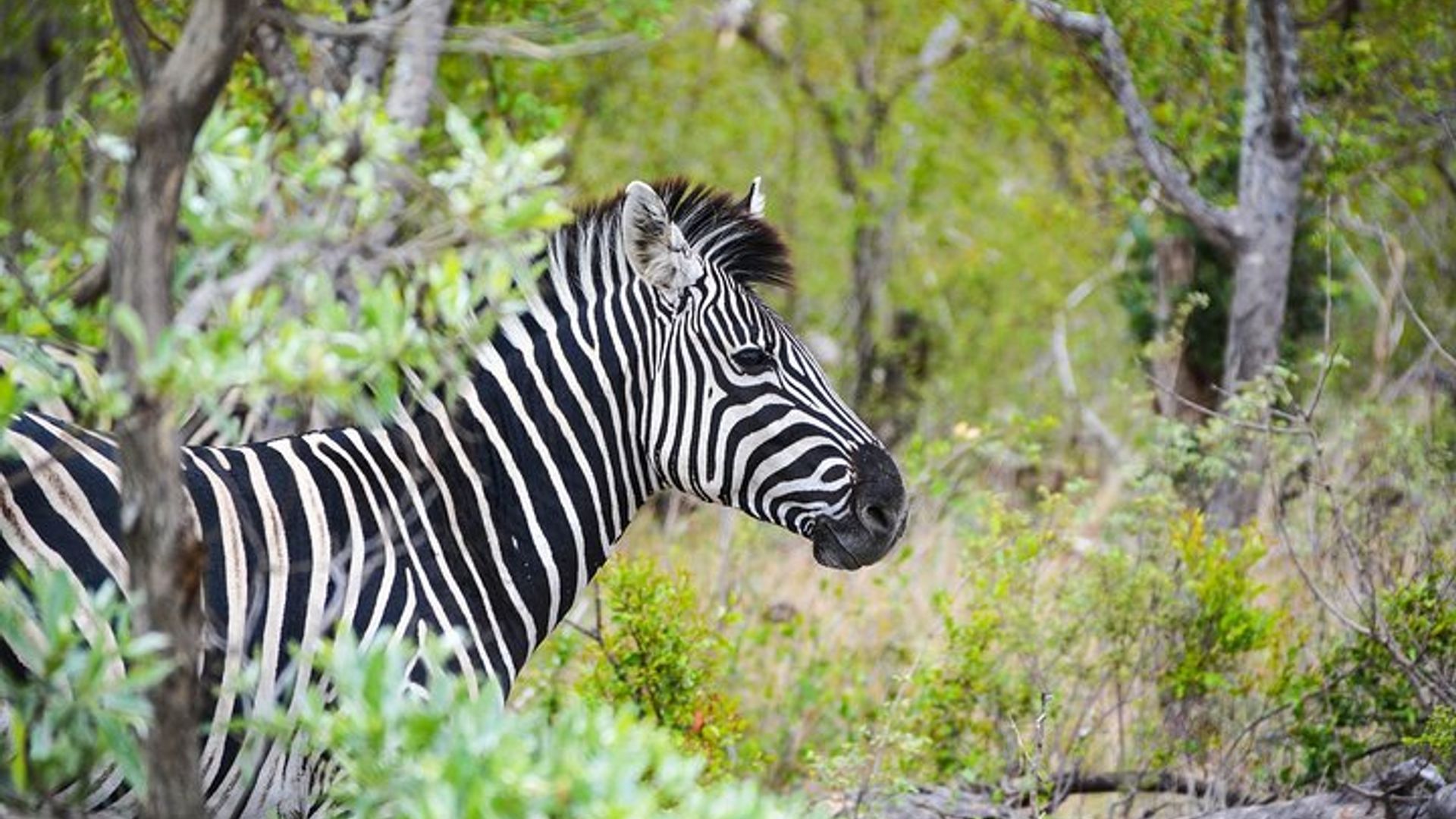 Victoria Falls Tour and Safari with Game Drive and Sunset Cruise