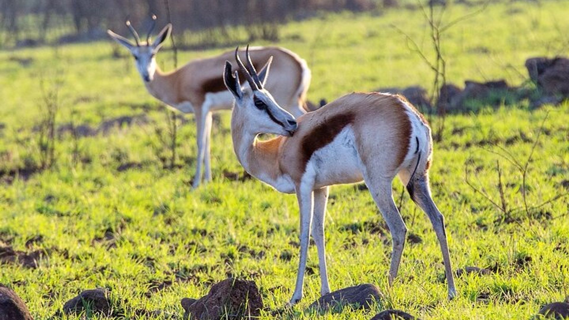 Pilanesberg National Park - Day Tours & Multiple Days