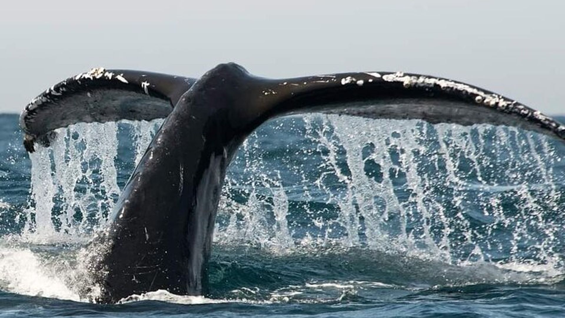 Avistamiento de ballenas en Hermanus
