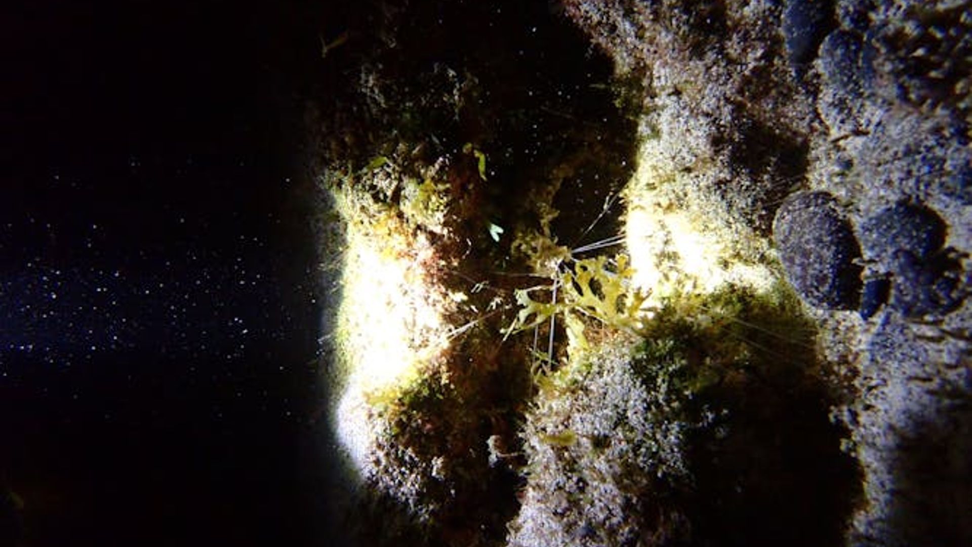 Night snorkelling tour