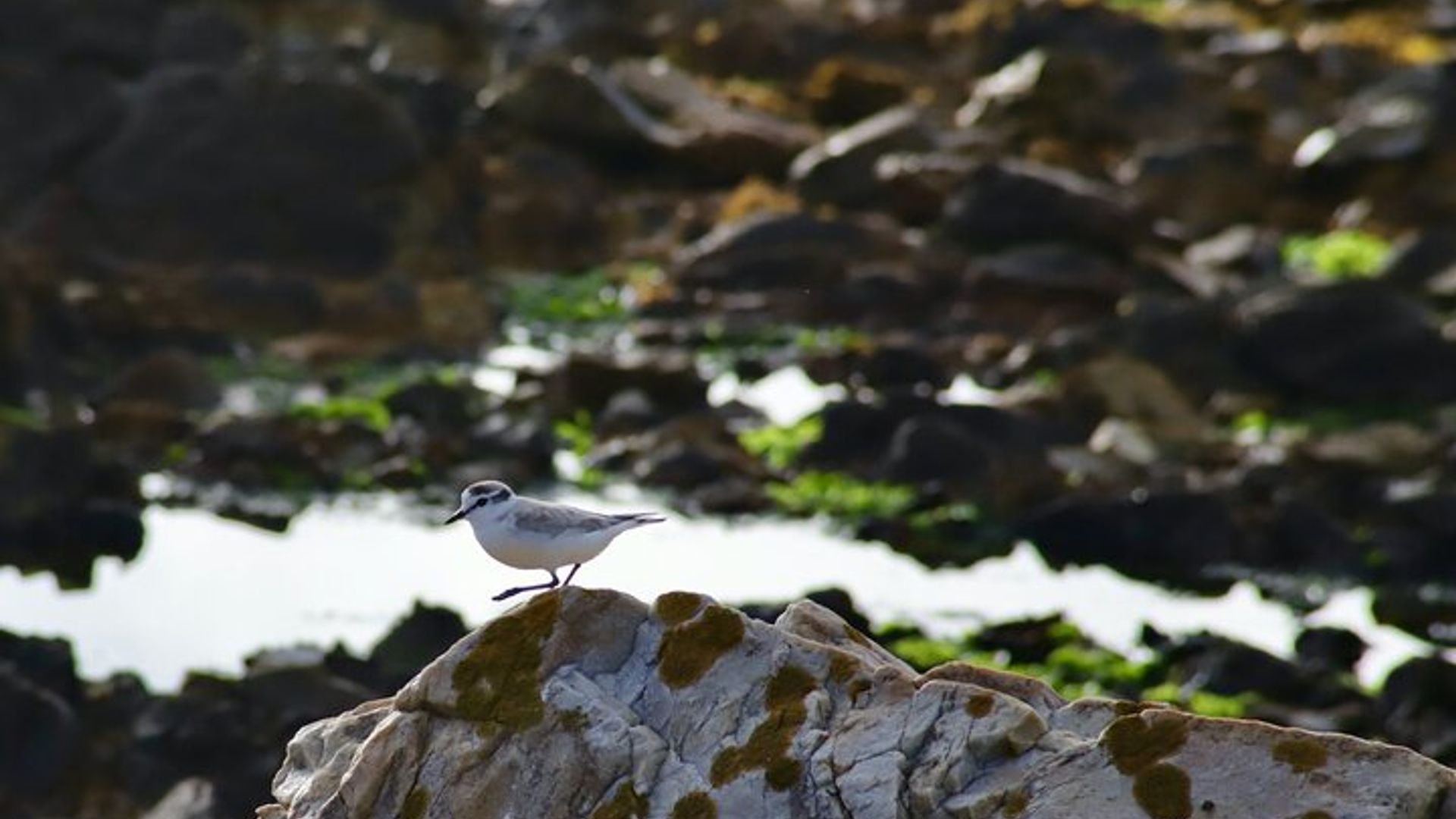Hermanus Cliff Walk History Tour - une promenade dans le temps