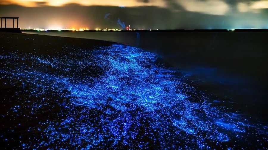 Phuket: Phang Nga Bay Bioluminescence Canoe Tour