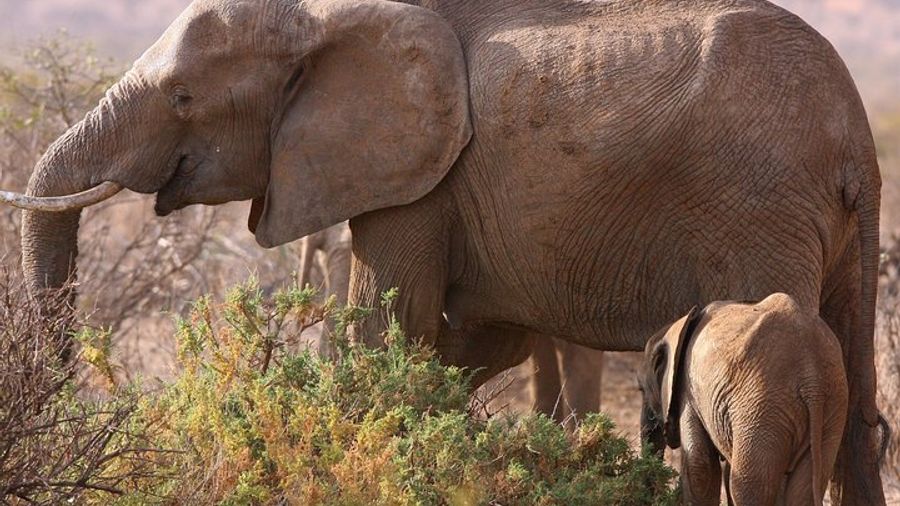 Tarangire, Serengeti, and Ngorongoro Crater Five Day Safari