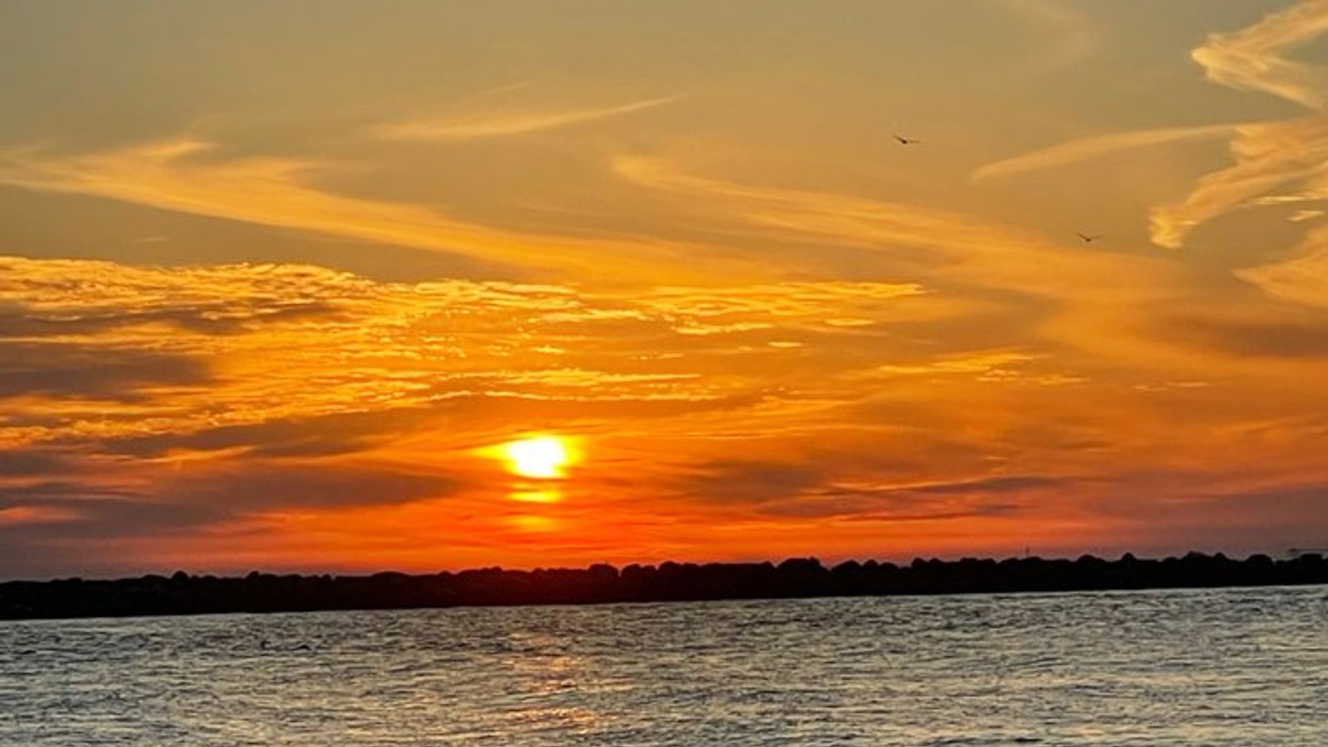 Crucero de observación de delfines al atardecer