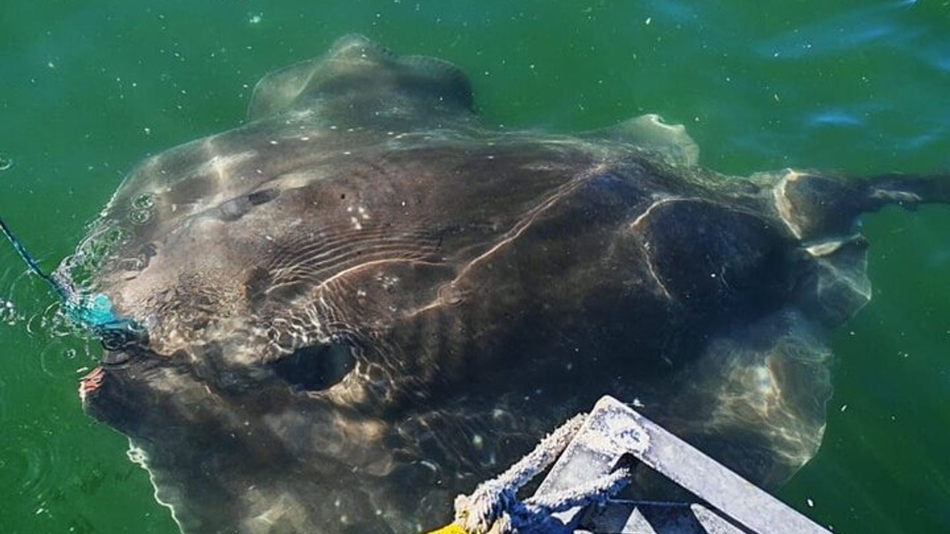 South Africa Shark Cage Diving