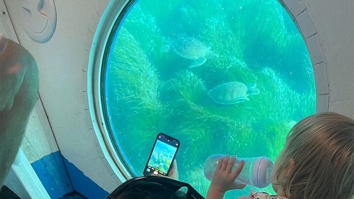 Atlantis Turtle Watching Cruise & Snorkelling Adventure