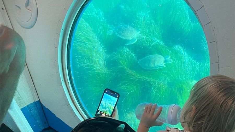 Atlantis Turtle Watching Cruise & Snorkelling Adventure
