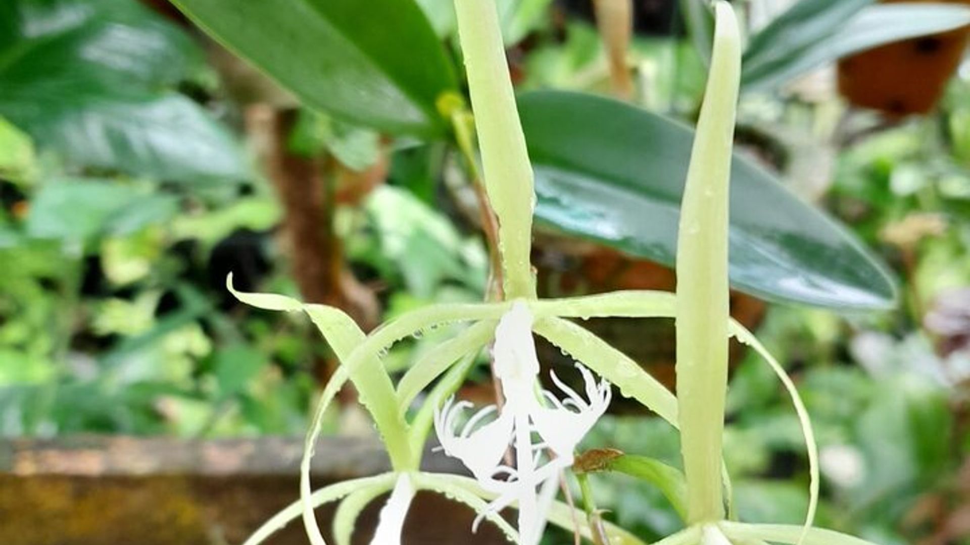 South-Eastern Guadeloupe Half-Day Private Tour
