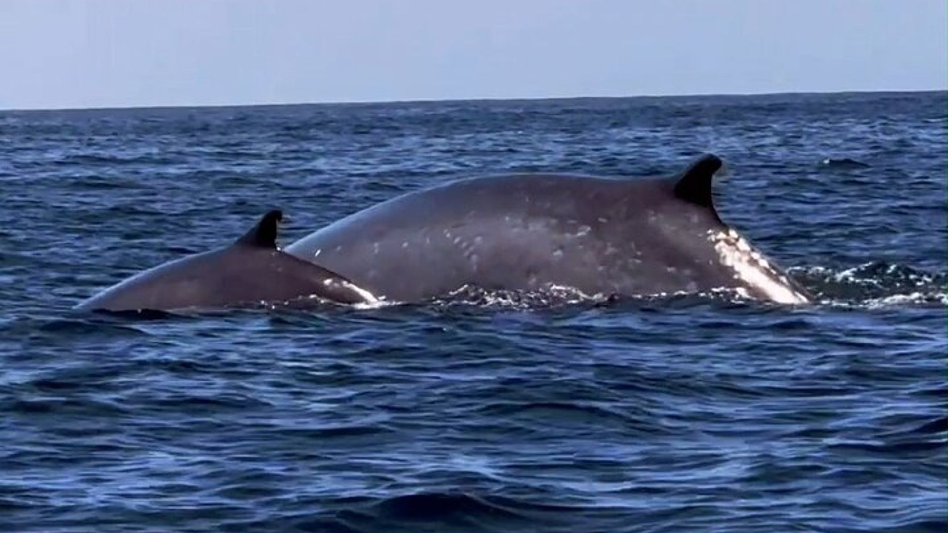 Lisbon Small-Group Dolphin Watching Cruise