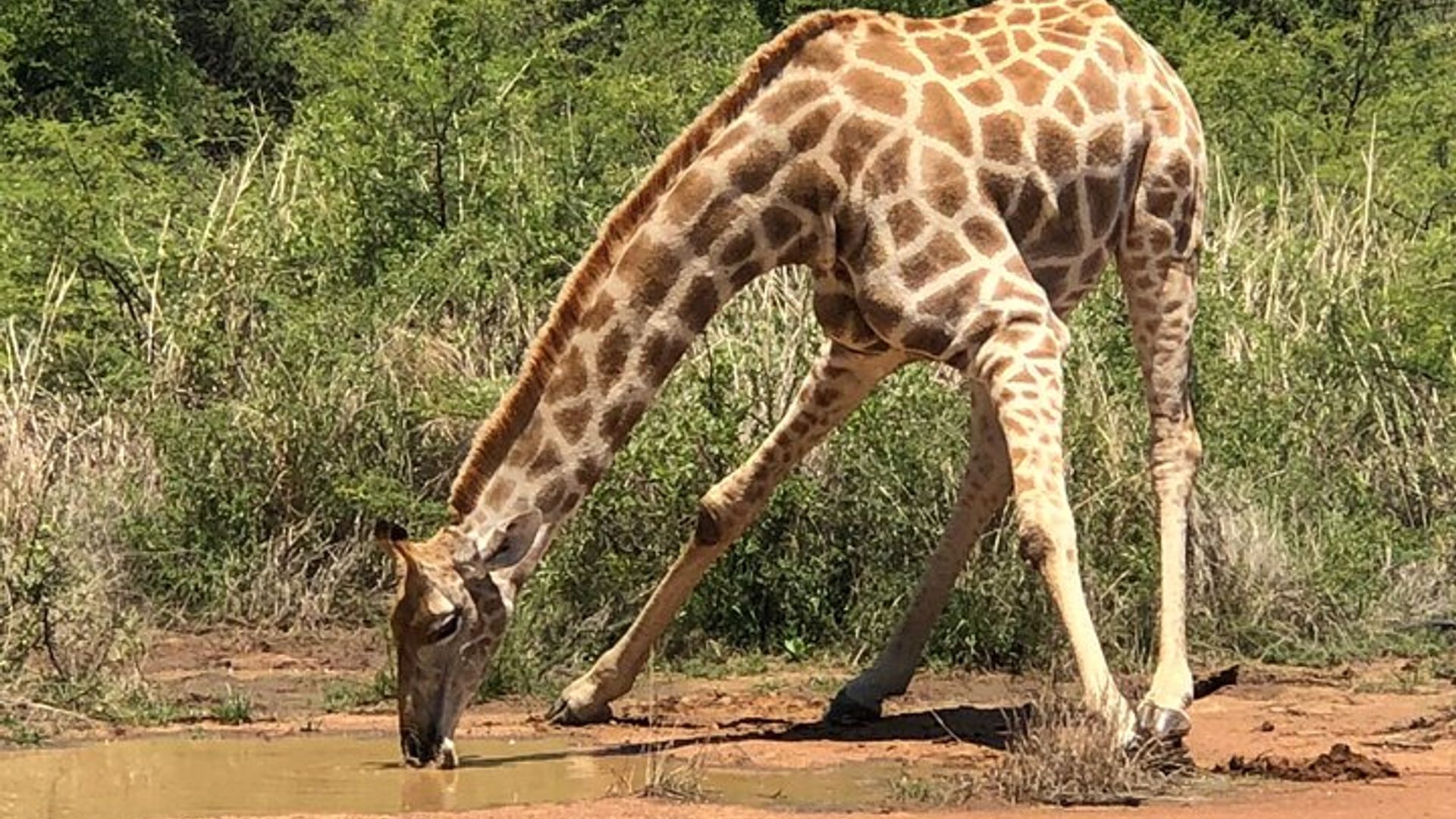 Safari utazibagirana kuva Johannesburg kugera Pilanesberg