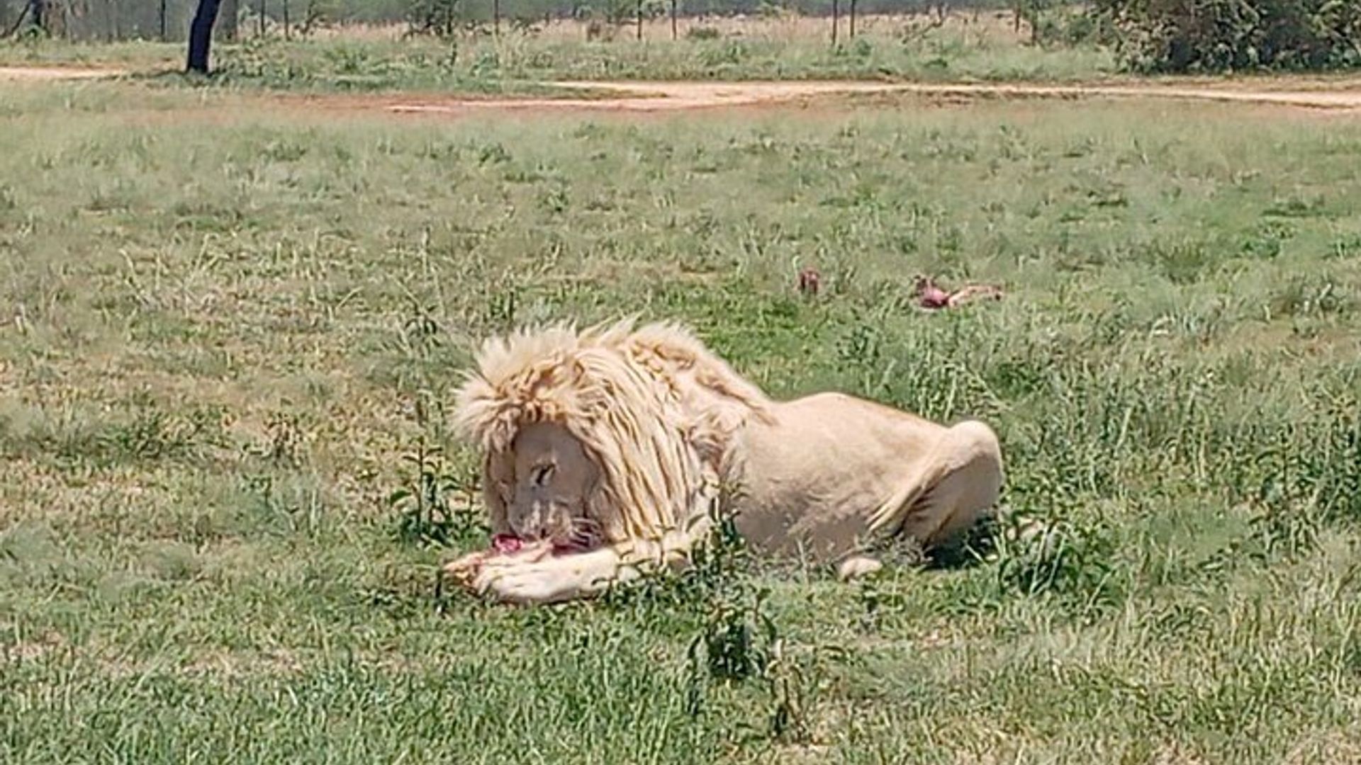 Lion And Safari Park Small Group Tour