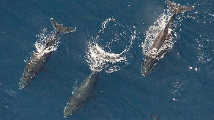 Maui Whale Watching -PRIVATE- Air Tour: (2-5 People): SEE WHALES!