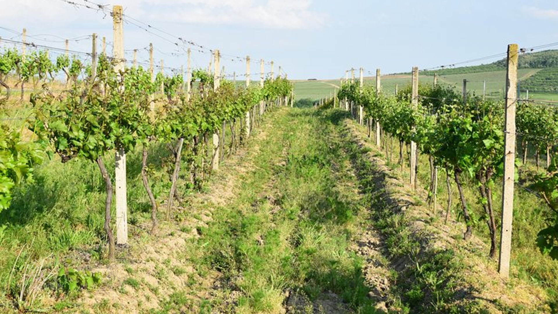 4 jours - Dégustation de vin et spa (petit groupe minimum 2 personnes et maximum 4 personnes)