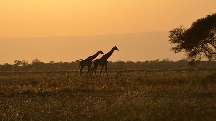 Tanzania 4 Days Lodge Safari with Two Nights at Serengeti