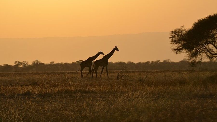 Tanzania 4 Days Lodge Safari with Two Nights at Serengeti