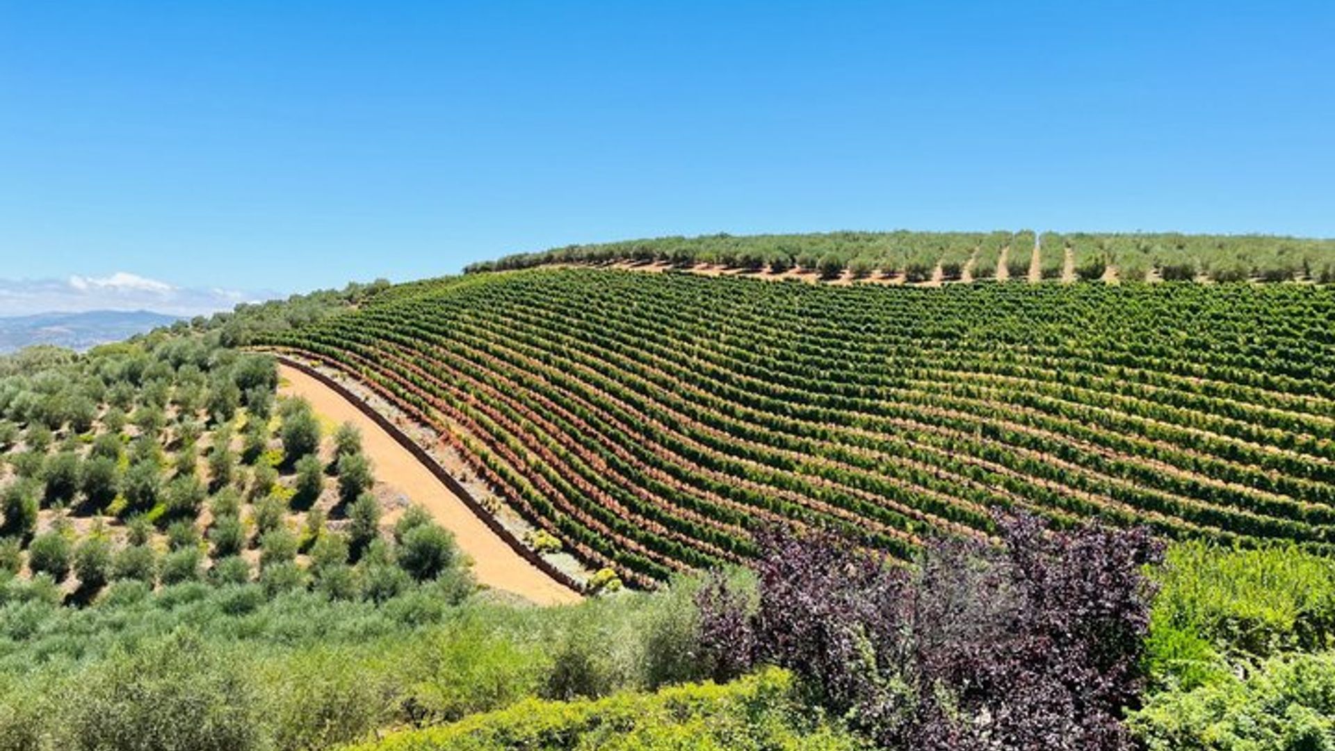 Privado : Sip & Explore Stellenbosch Wine Tour