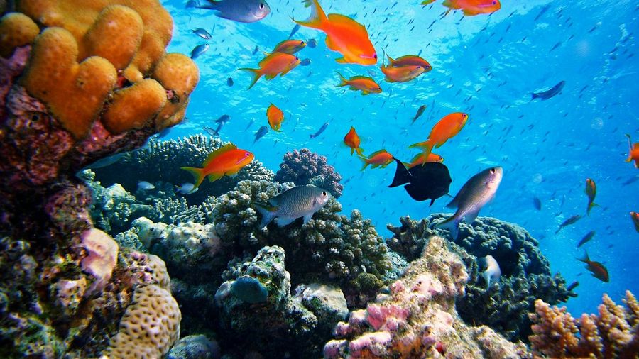 Satayah Reef Snorkeling Tour from Marsa Alam with Lunch and Drinks