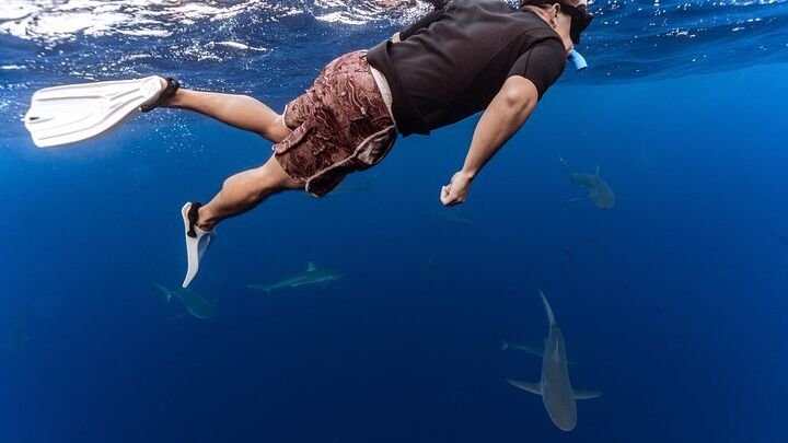 Oahu No Cage Shark Diving Small Group Experience