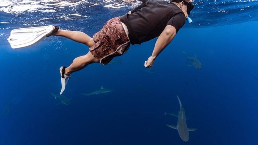 Oahu No Cage Shark Diving Small Group Experience