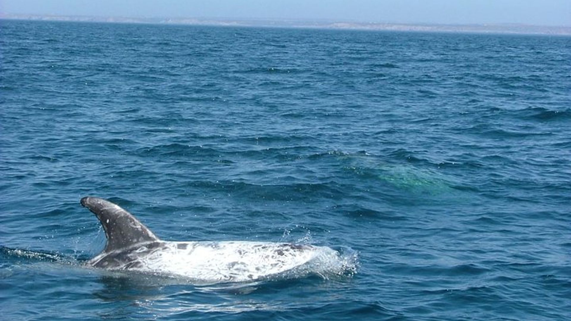 Lisbon Small-Group Dolphin Watching Cruise image 1