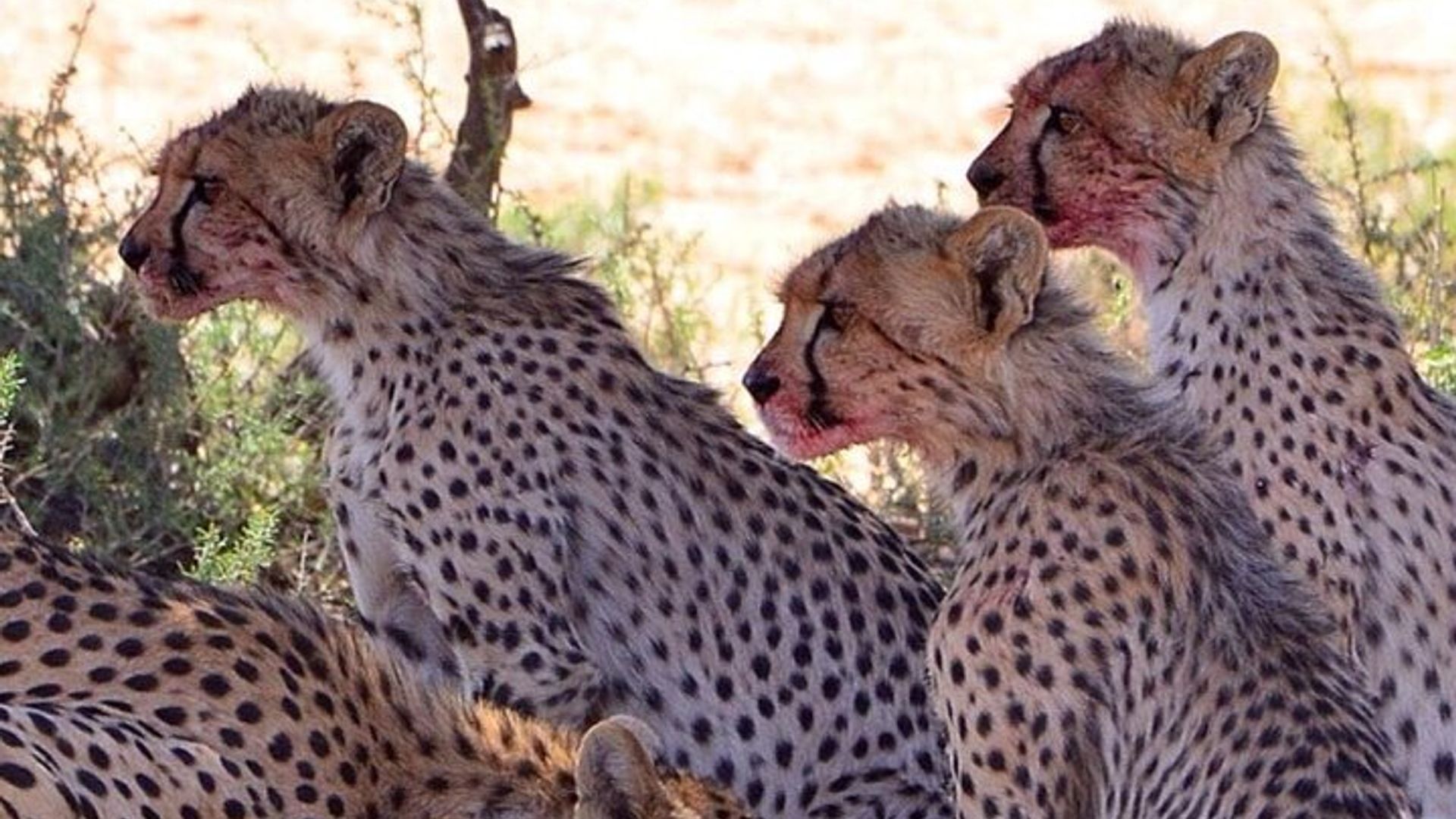 4 Days Maun and Chobe National Park All inclusive