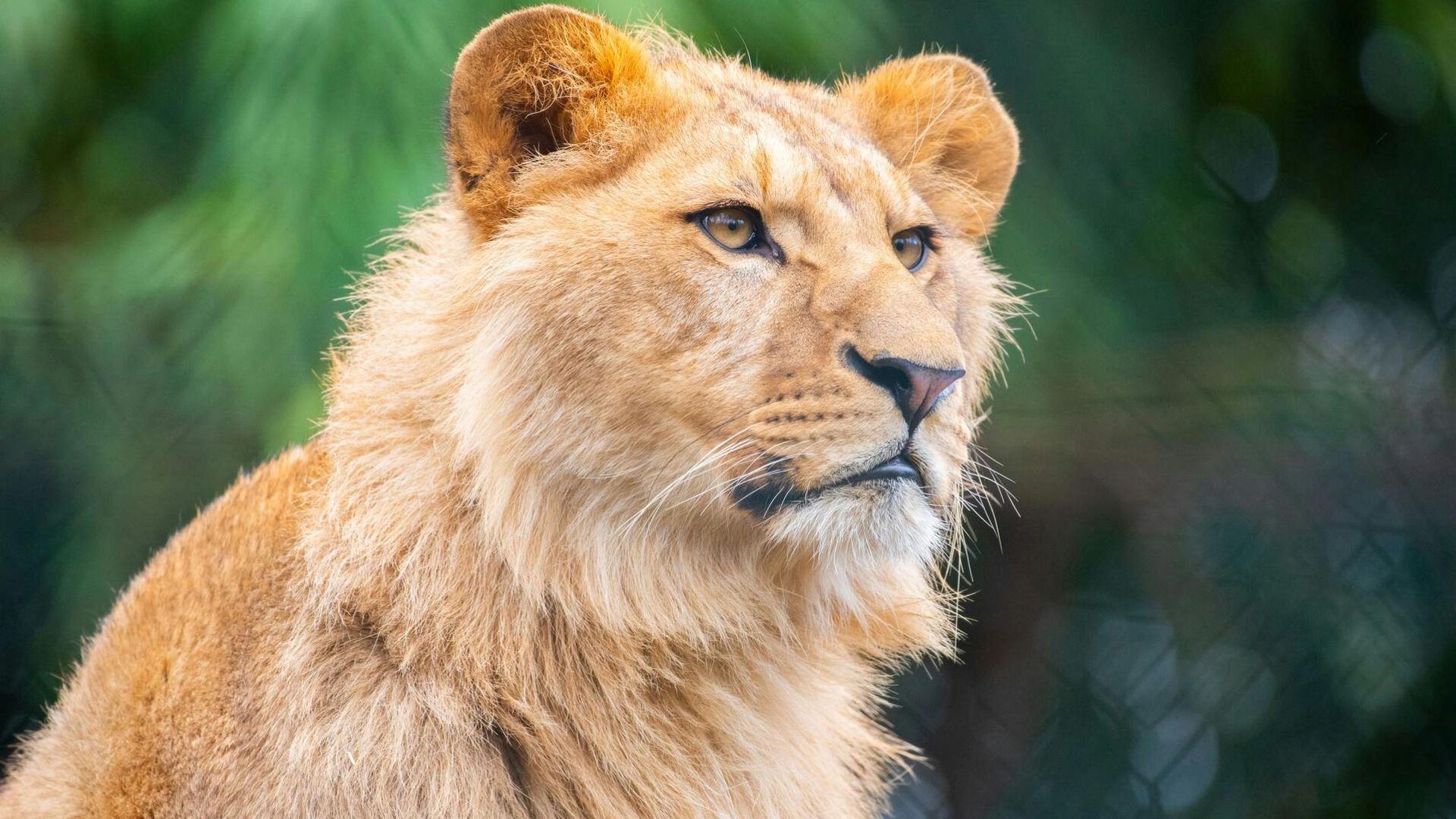 Amnéville Zoo entrance ticket