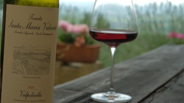 Discover Valpolicella Vineyards and Wine Tasting Experience