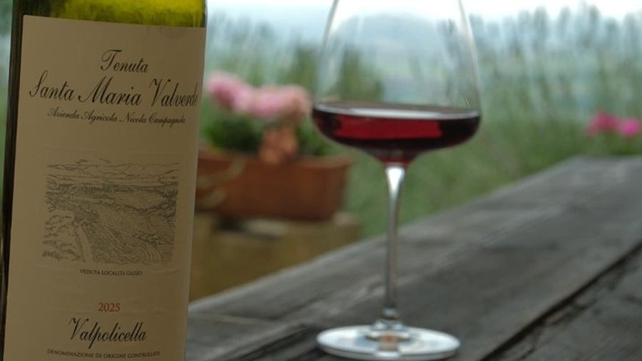 Discover Valpolicella Vineyards and Wine Tasting Experience