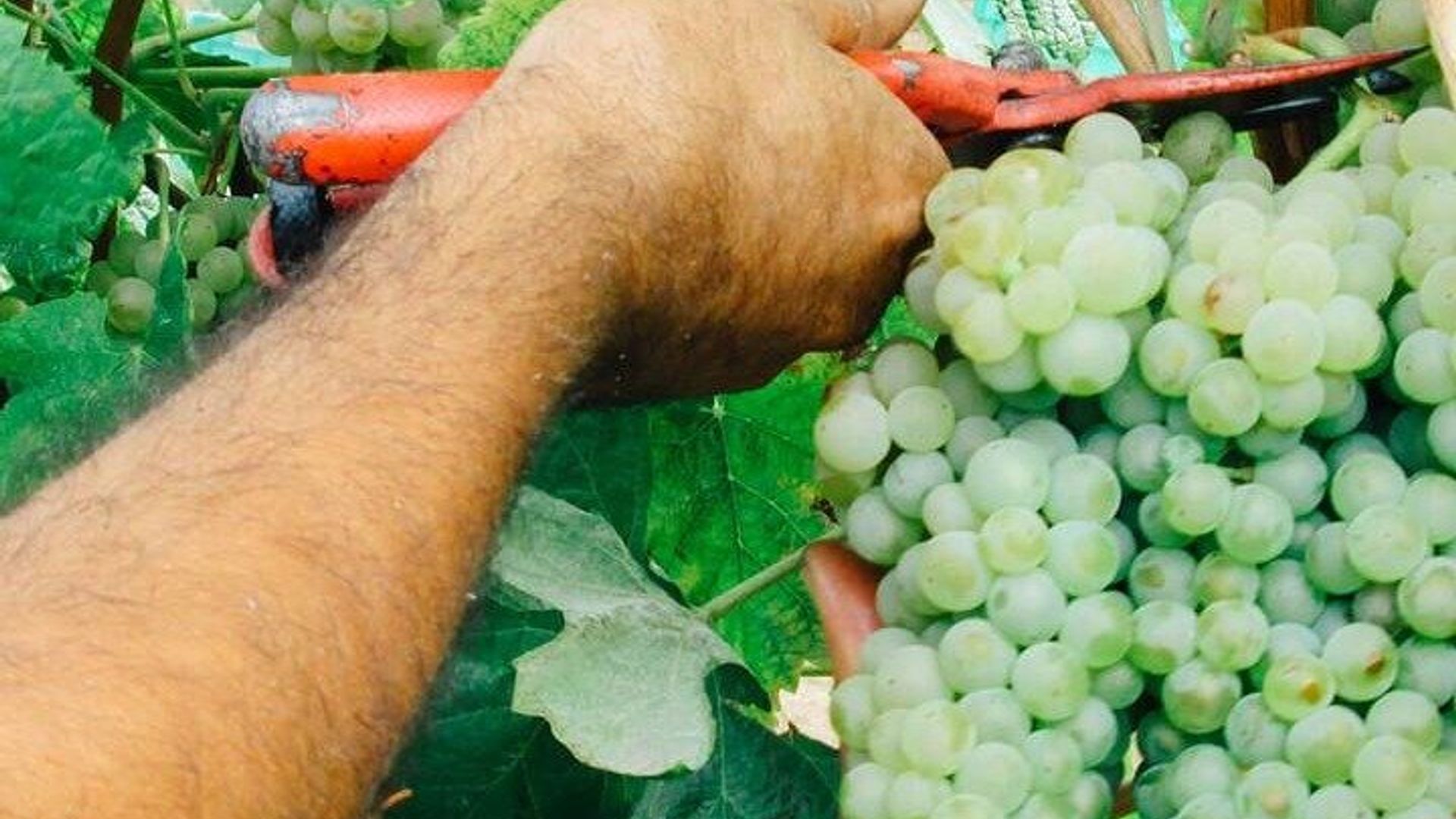 Private Tour durch die Vinho Verde Quintas in Nordportugal