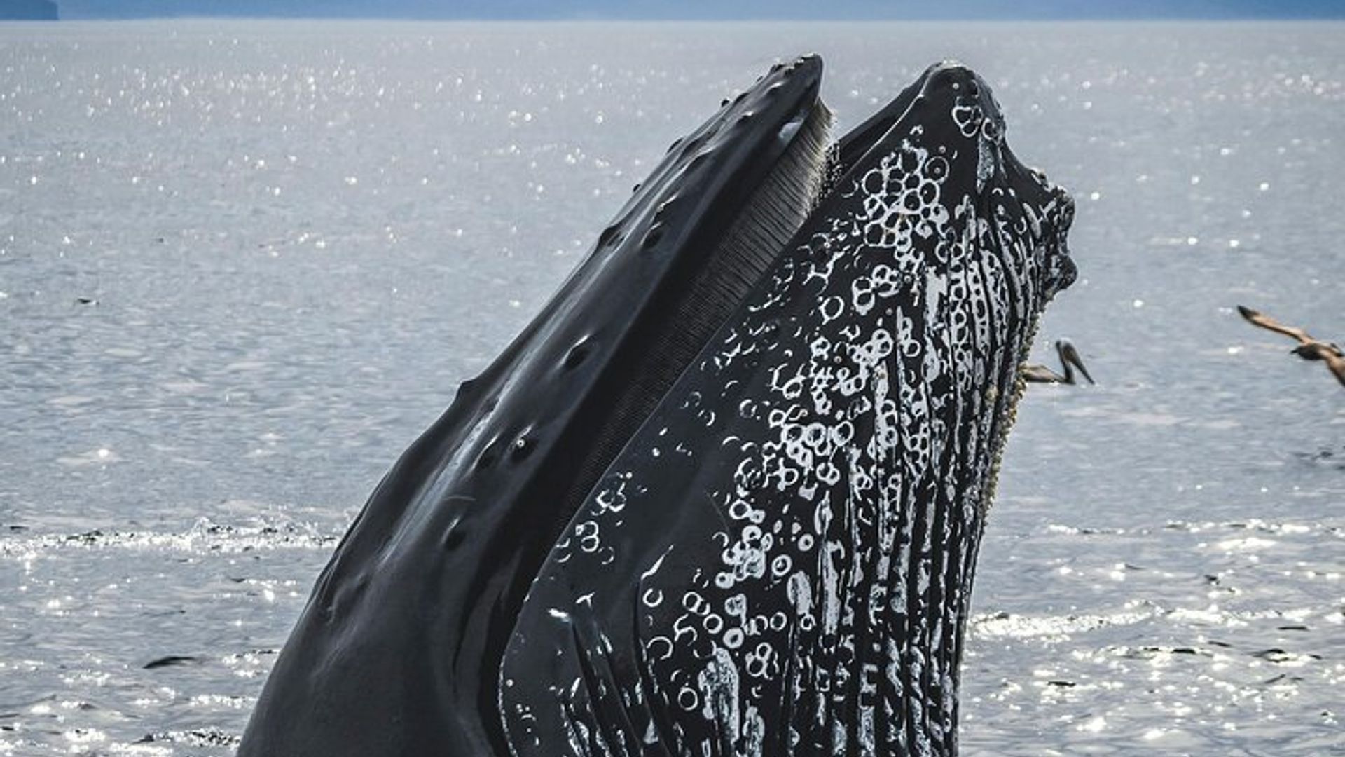 Actividad privada de avistamiento de ballenas guiadas en Ciudad del Cabo
