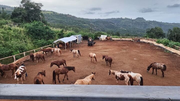 Maui Small-Group Horseback Riding Adventure With Real Cowboys