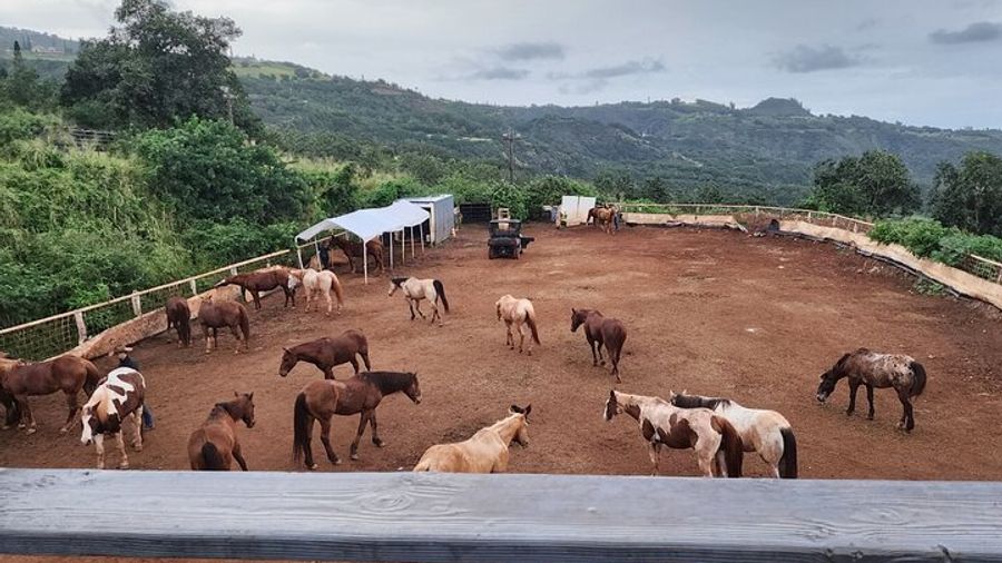 Maui Small-Group Horseback Riding Adventure With Real Cowboys