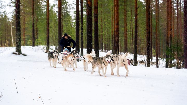 Rovaniemi: Winter Husky Safari - Drive Your Own Husky Team (5-8 km), Small Group & BBQ