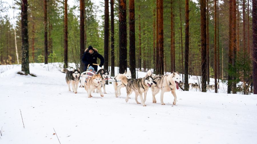 Rovaniemi: Winter Husky Safari - Drive Your Own Husky Team (5-8 km), Small Group & BBQ