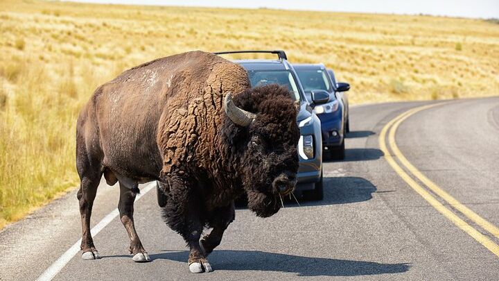 Antelope Island Wildlife Expedition Great Salt Lake Adventure