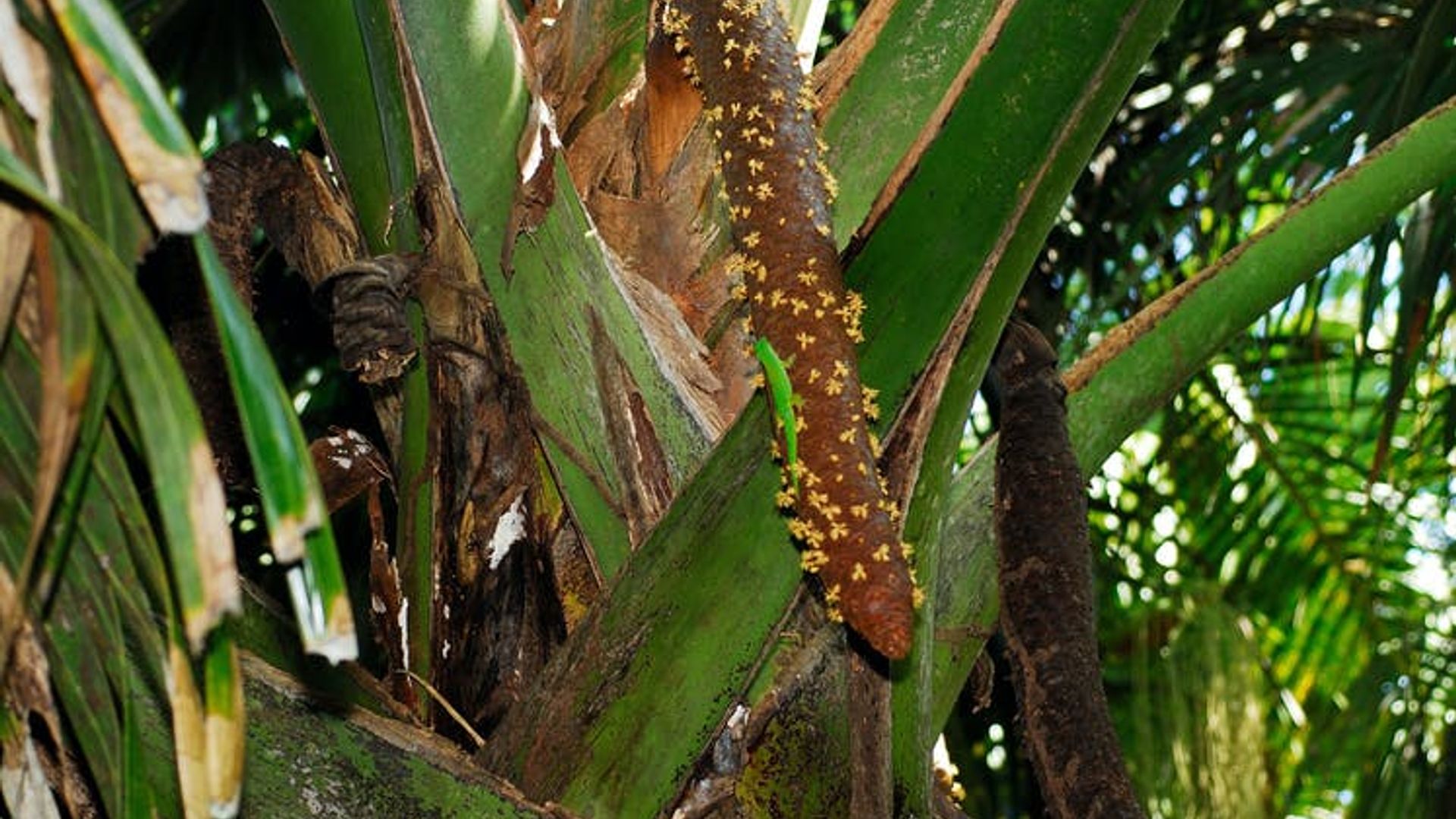 La Digue and Praslin two-island tour from Mahé