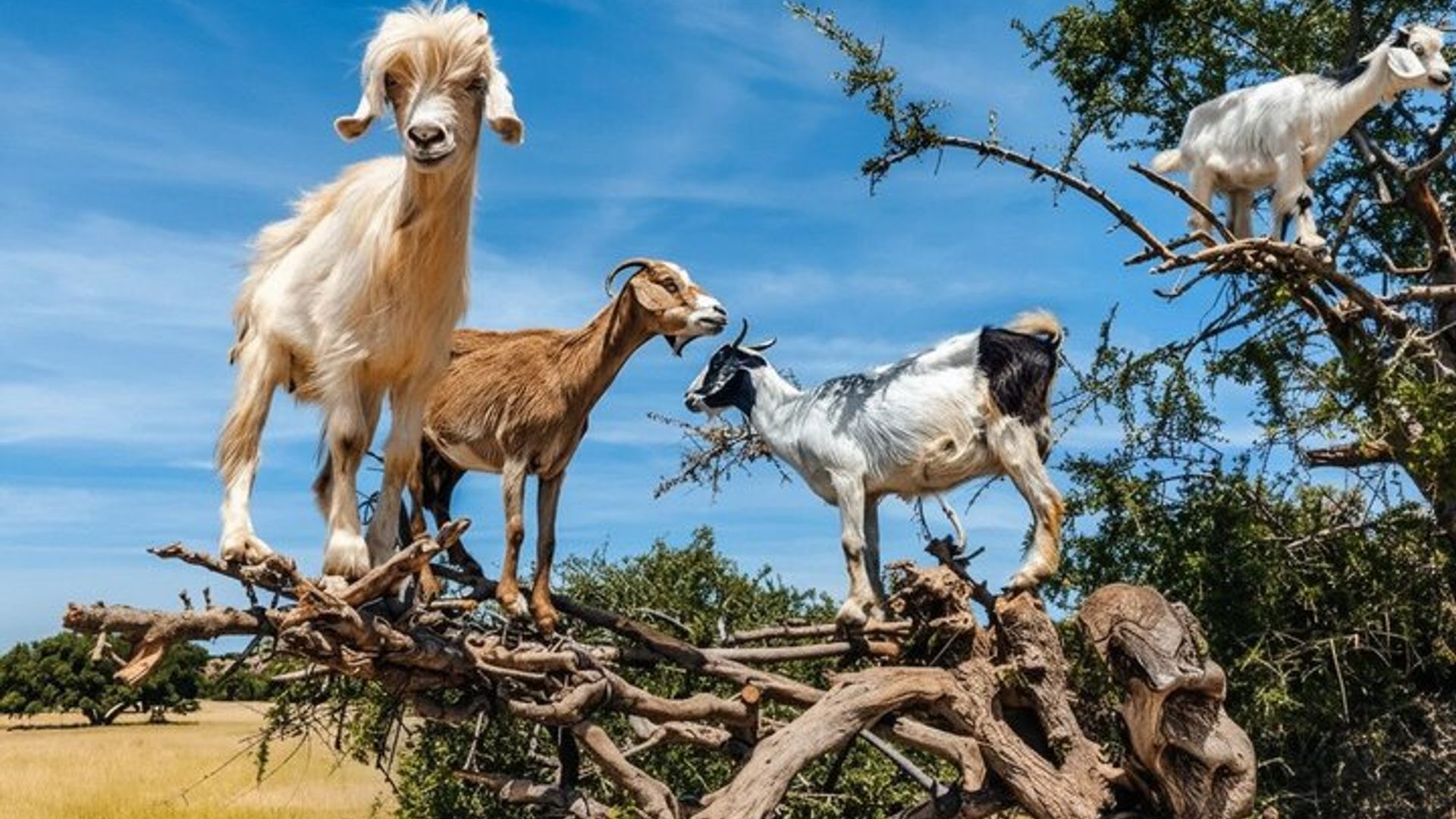 Visita al parque de cocodrilos de Agadir con entradas y transporte