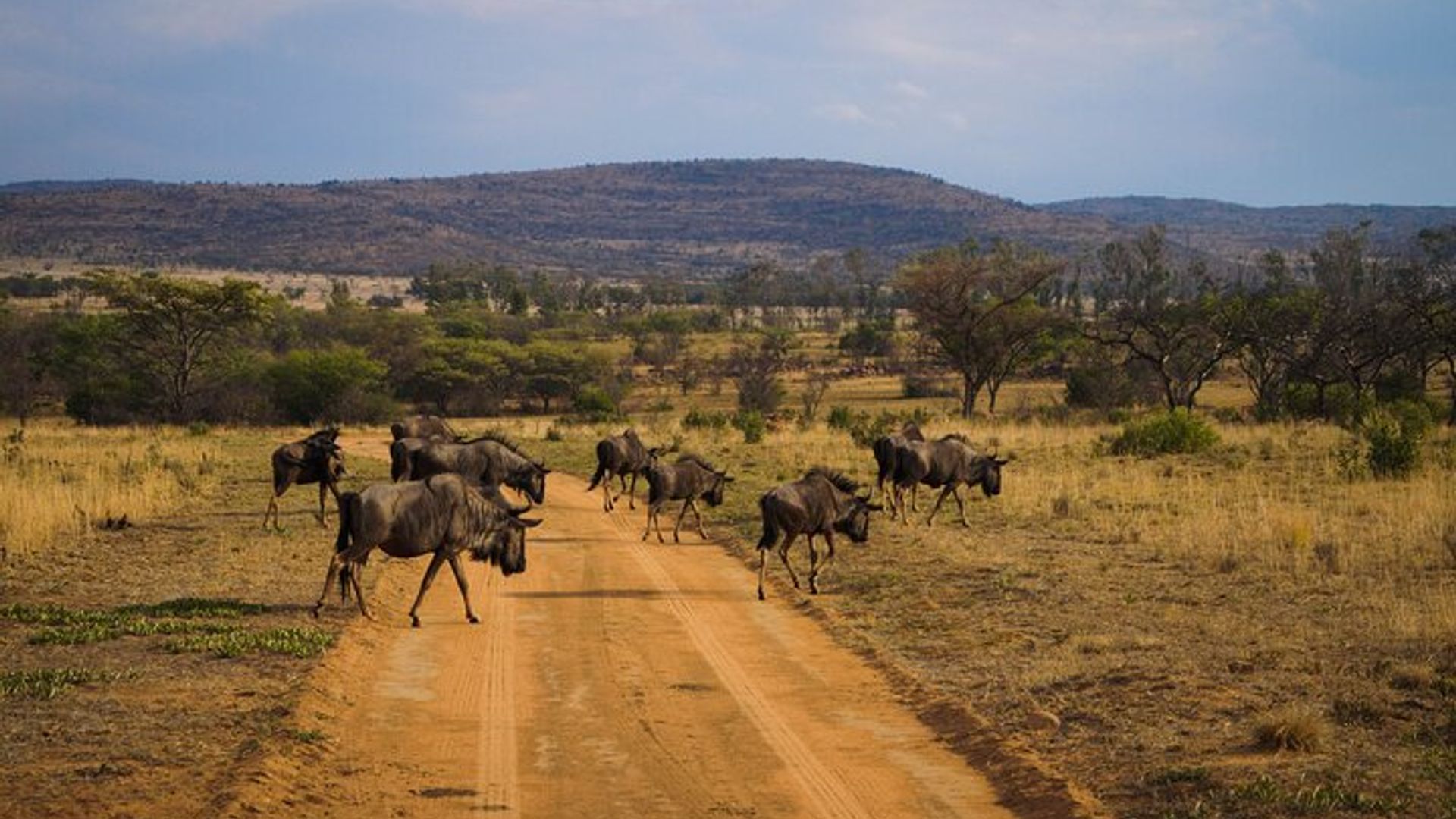 Game Drive in Zimbabwe