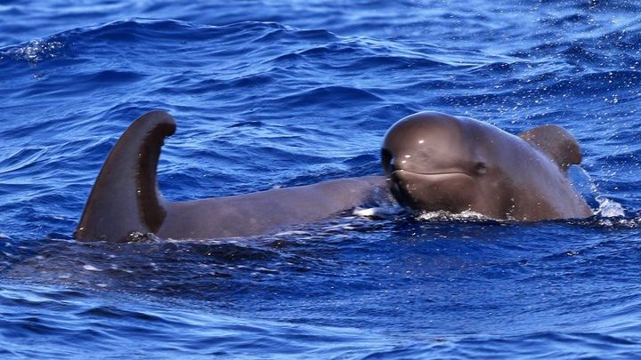Tenerife Whale Watching and Marine Science Small-Group Tour