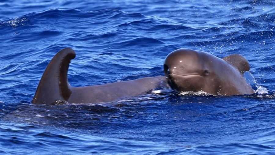 Tenerife Whale Watching and Marine Science Small-Group Tour