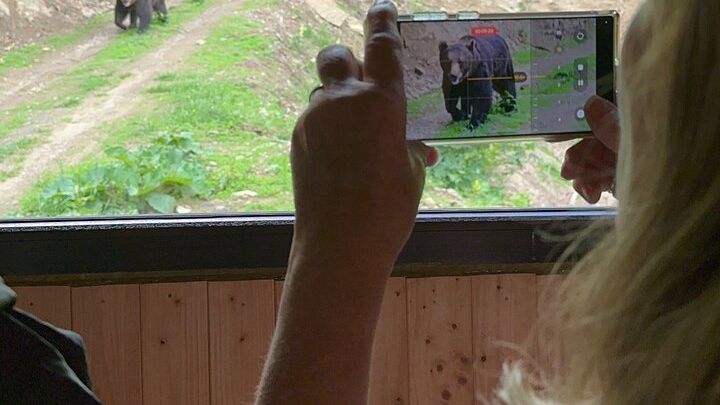 Bear Watching In Brasov: Observe Wild Bears From A Hideout (100%)