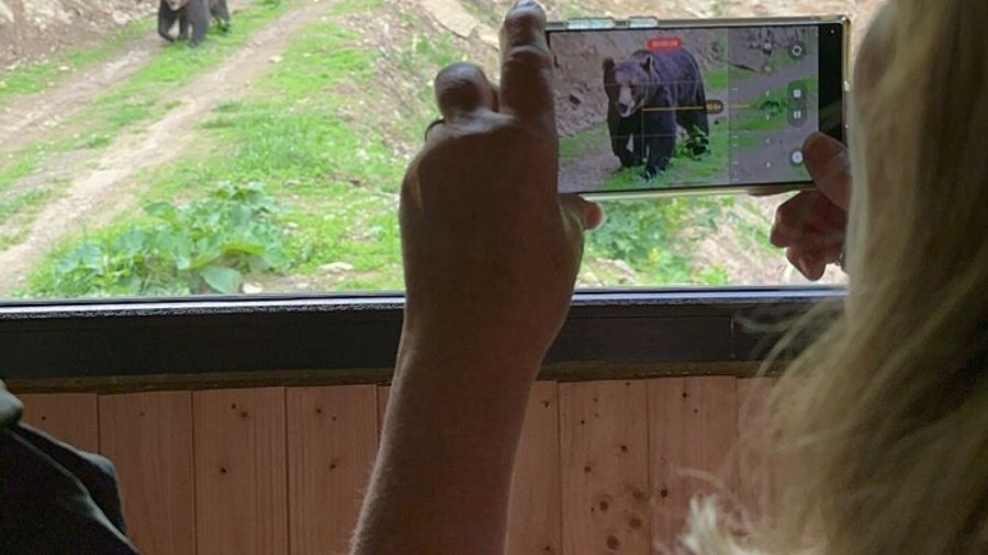 Bear Watching In Brasov: Observe Wild Bears From A Hideout (100%)