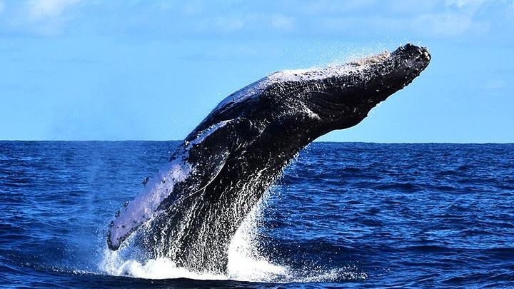Zodiac Whale Watch with Marine Biologist in Cabo San Lucas