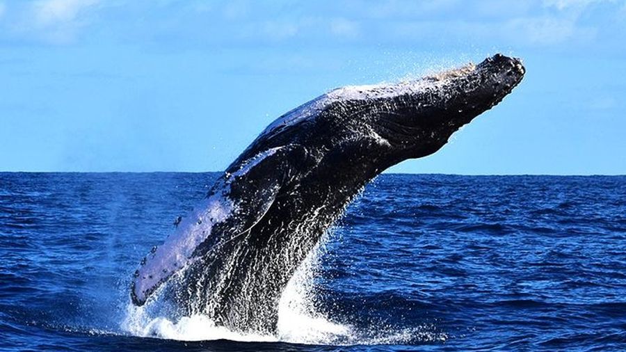 Zodiac Whale Watch with Marine Biologist in Cabo San Lucas