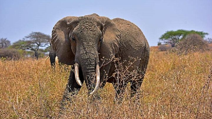 Tarangire Day Tour