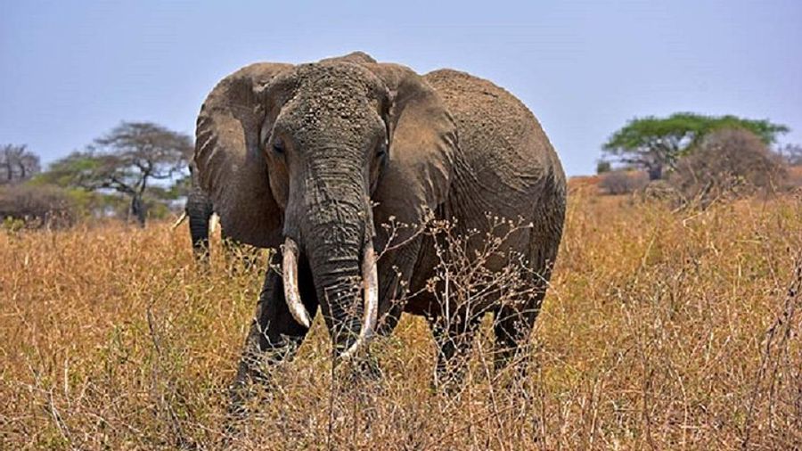 Tarangire Day Tour