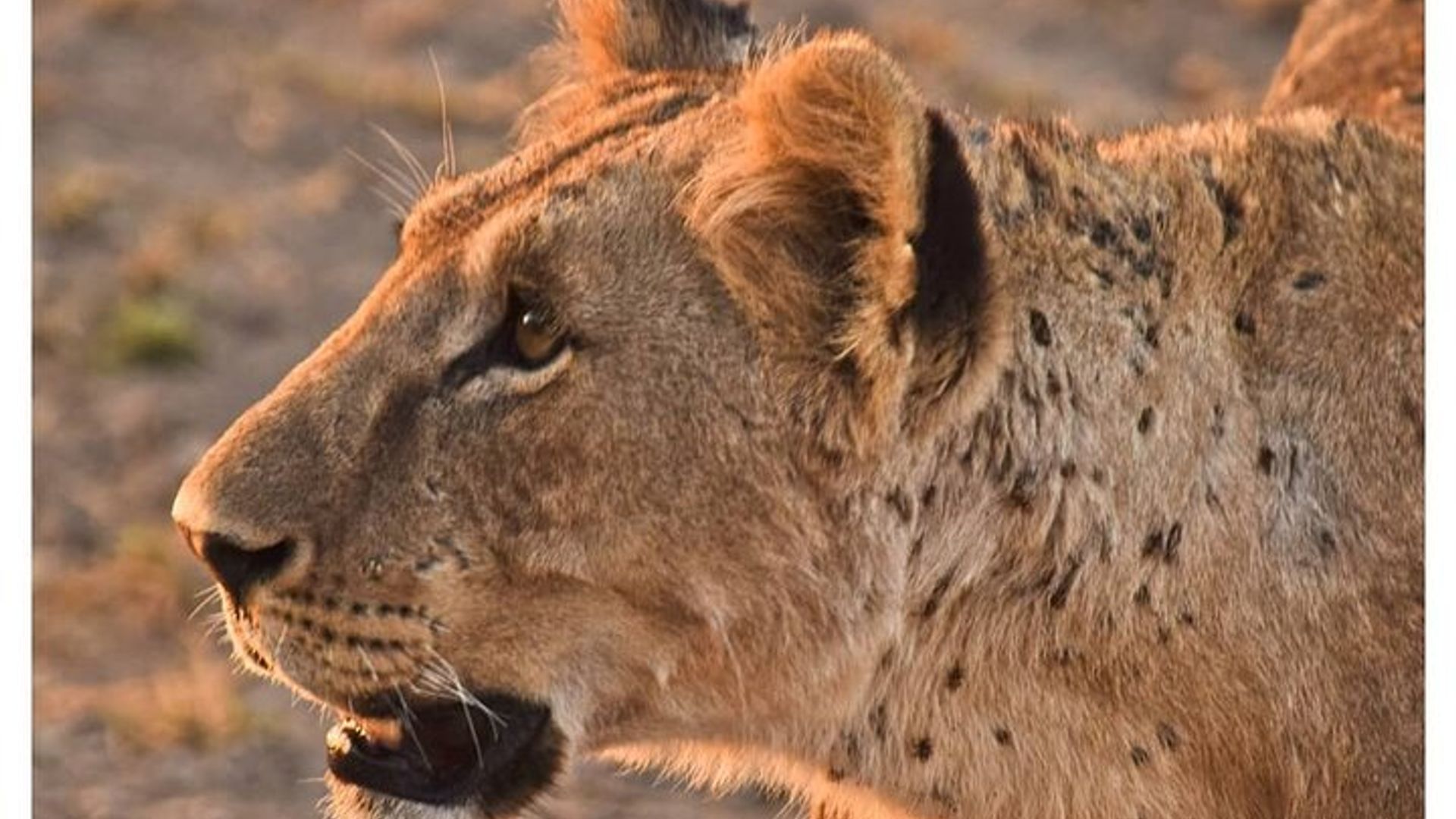 Half Day Nairobi National Park Safari